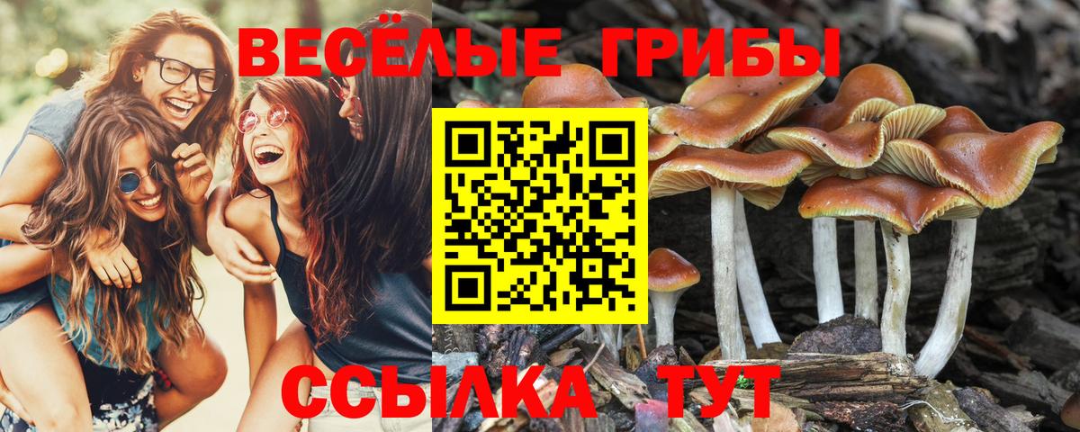 Галлюциногенные грибы Psilocybine cubensis Кандалакша